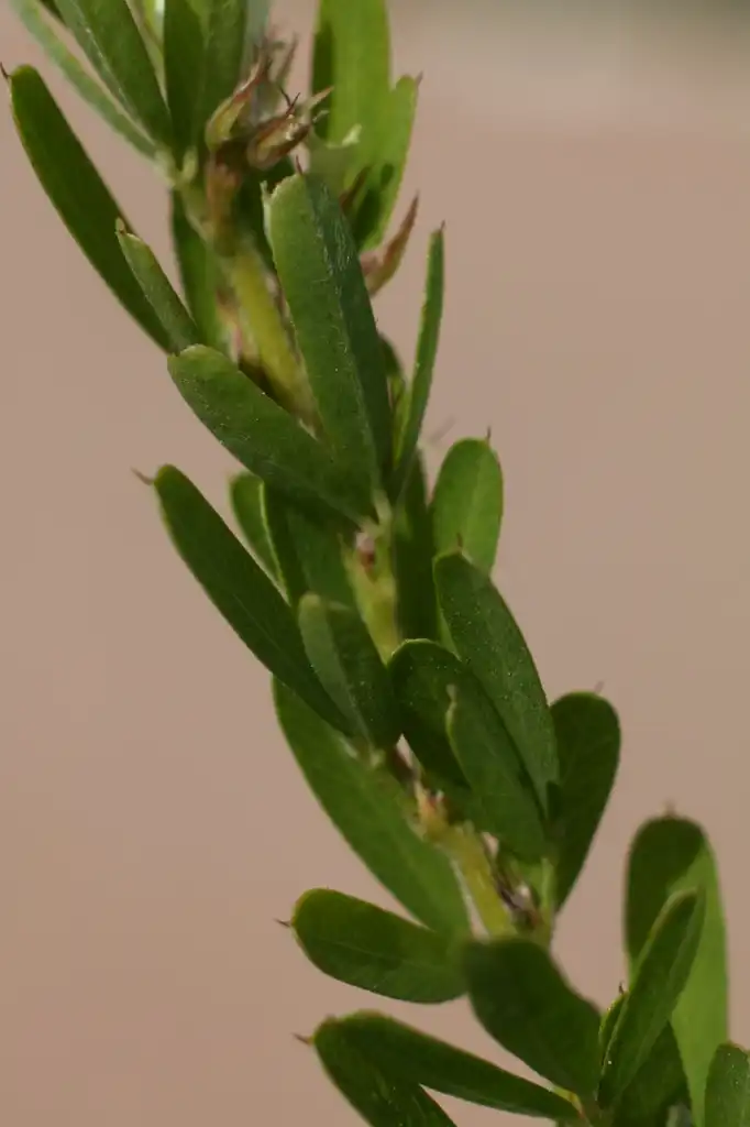 Foto de Lespedeza cuneata (Lespedeza cuneatas)