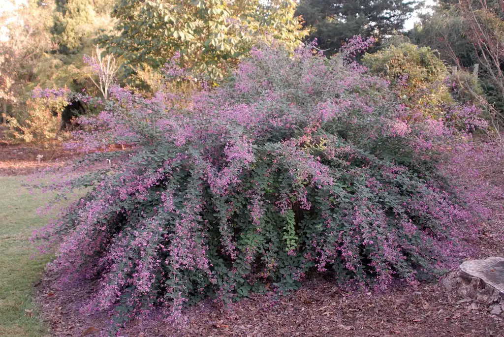 Photo of Lespedeza thunbergii subsp. thunbergii 'Little Volcano' (Lespedeza thunbergii subsp. thunbergii 'Little Volcano's)