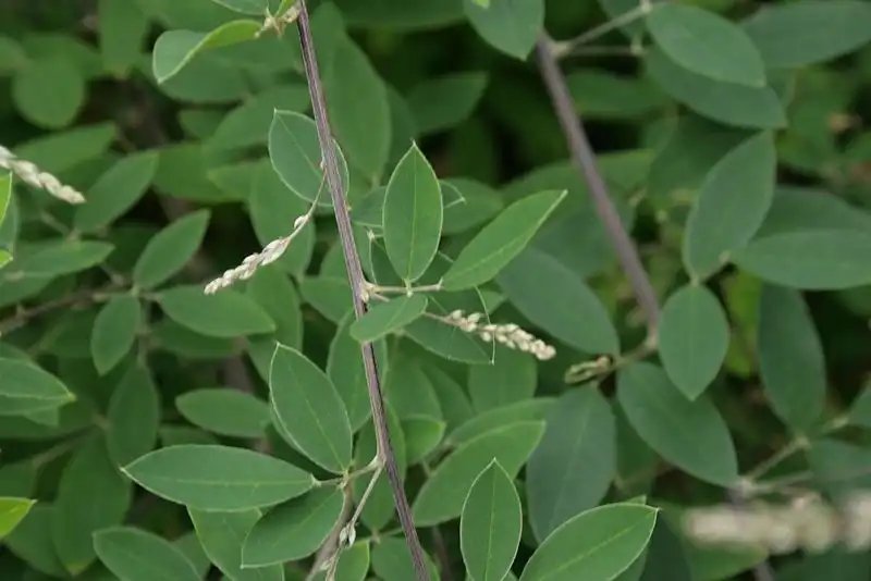 Photo of Lespedeza thunbergii subsp. thunbergii 'Little Volcano' (Lespedeza thunbergii subsp. thunbergii 'Little Volcano's)
