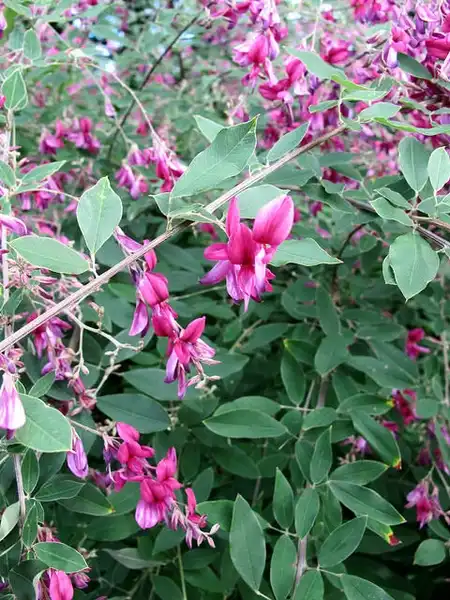Фото Lespedeza thunbergii (Lespedeza thunbergiis)