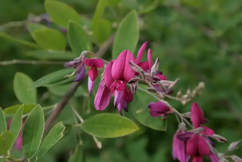 Фото Lespedeza thunbergii (Lespedeza thunbergiis)
