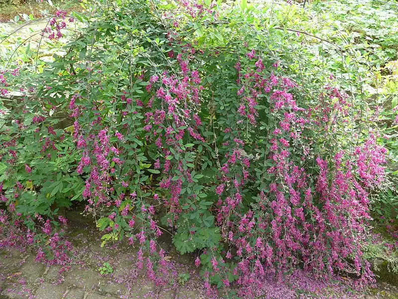 Фото Lespedeza thunbergii - Flower in bloom:Wolfgang Meinhart, Hamburg