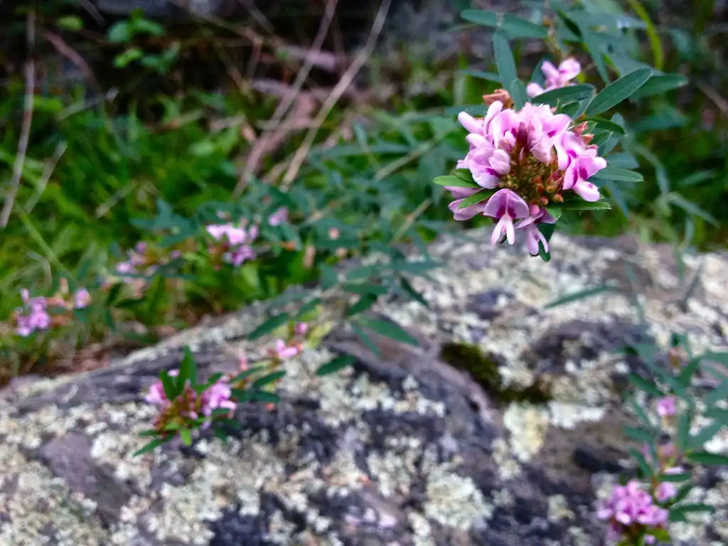 Photo of Lespedeza virginica (Lespedeza virginicas)