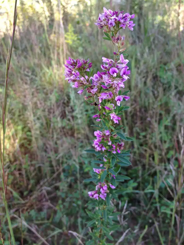 Photo of Lespedeza virginica (Lespedeza virginicas)