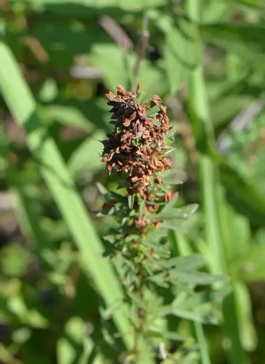 Photo of Lespedeza virginica - Fruits:Karen A. Rawlins, Univ, of GA, Bugwood.org.