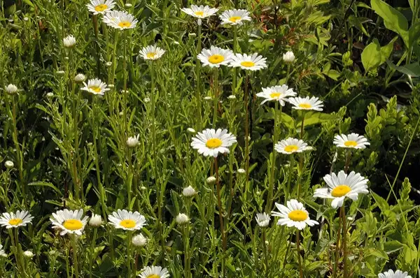 Foto de Leucanthemum vulgare (Leucanthemum vulgares)