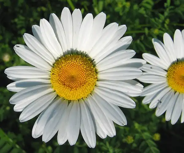 Foto de Leucanthemum vulgare (Leucanthemum vulgares)