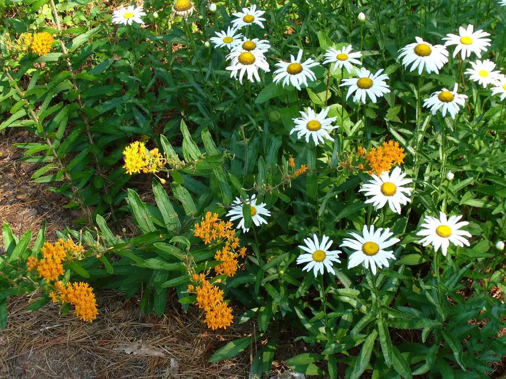 Leucanthemum x superbum(Шаста Дейзи) plant with Asclepias tuberosa in summer in Moore County