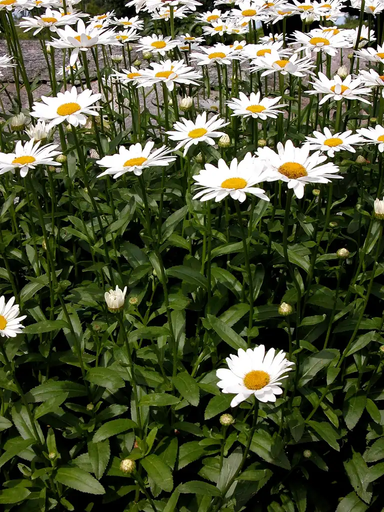 Фото Leucanthemum x superbum (Leucanthemum x superbums)