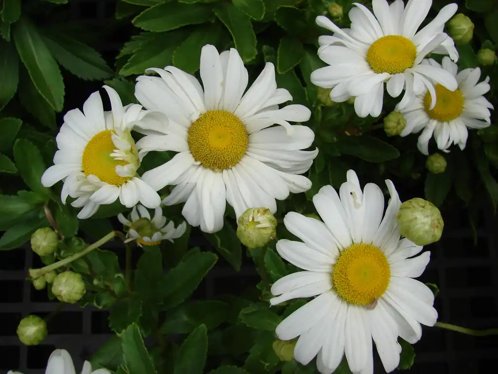 Фото Leucanthemum x superbum - flowers and buds:Forest & Kim Starr
