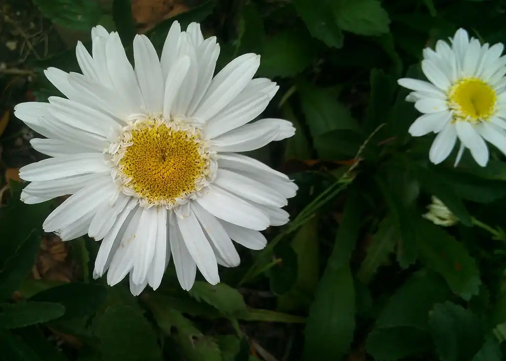 Фото Leucanthemum x superbum - flowers:John Rusk