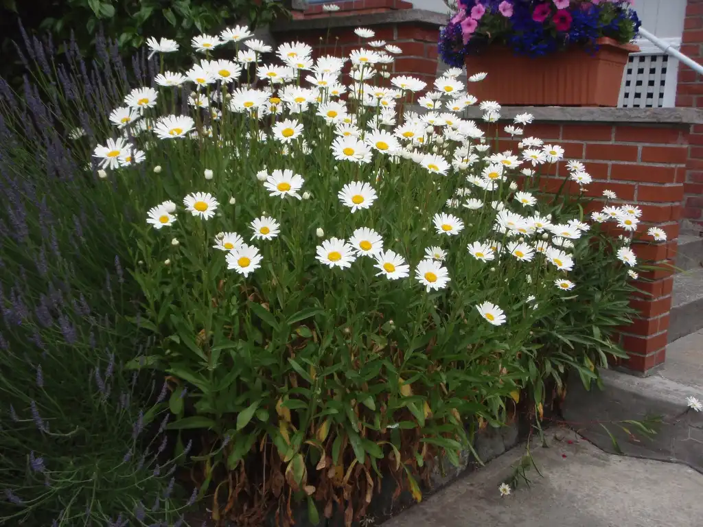 Фото Leucanthemum x superbum - Flower Form:Jim Robbins
