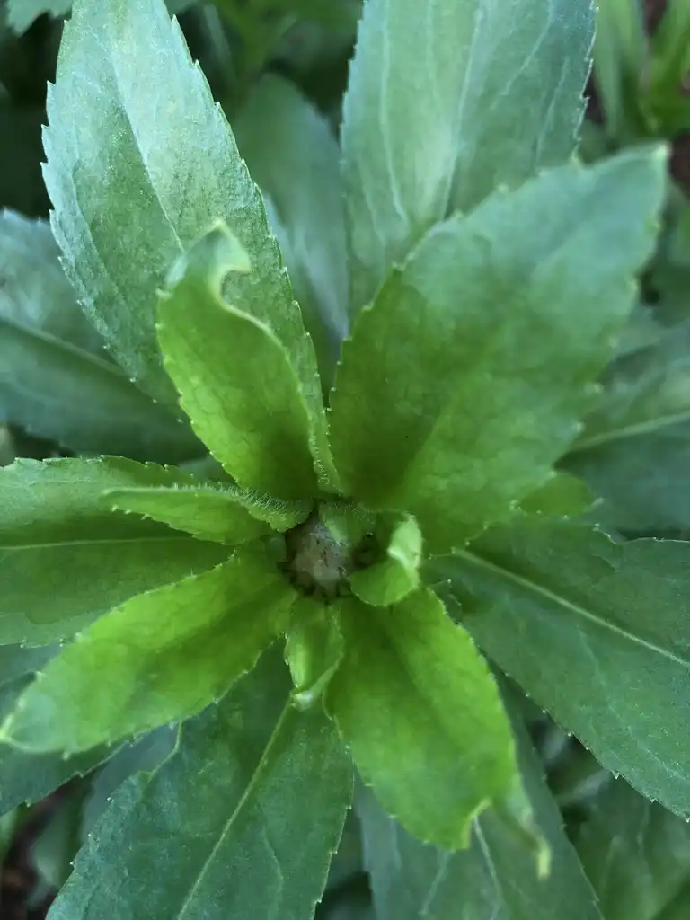 Фото Leucanthemum x superbum - Leaf Detail (Wake County,NC):Cathy Dewitt