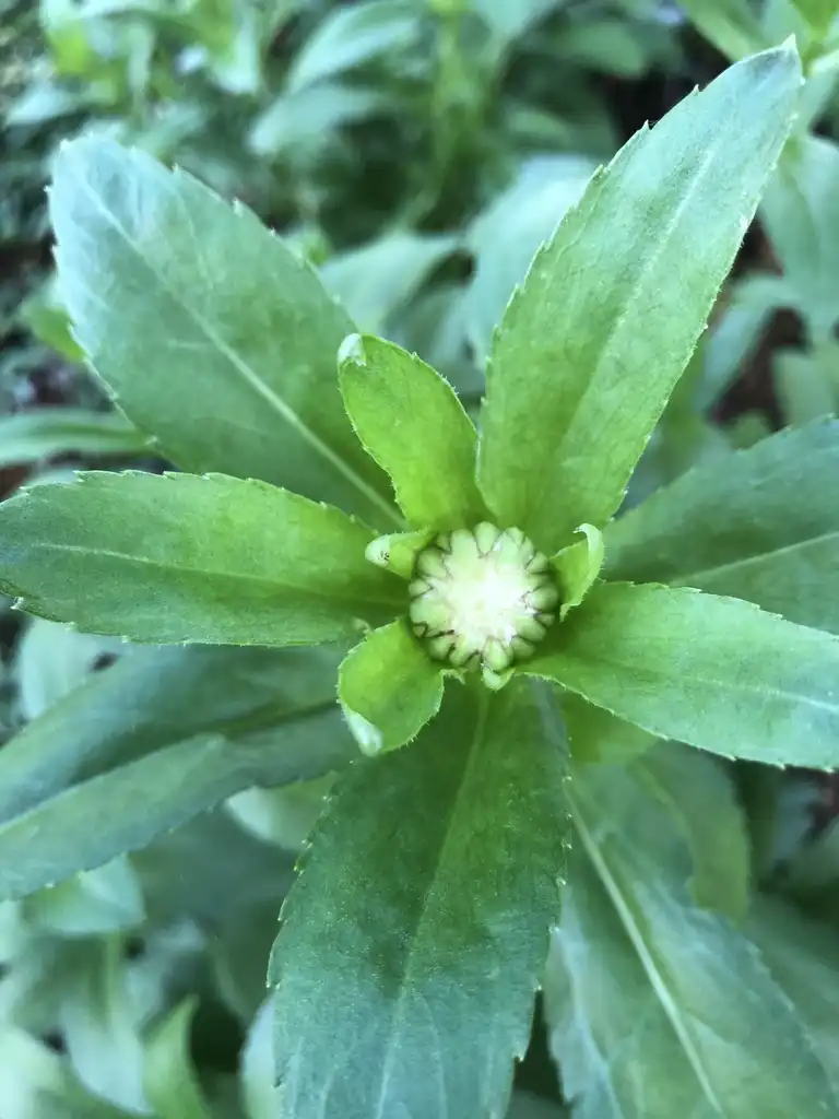 Фото Leucanthemum x superbum - Flower Buds (Wake County,NC)-Late Spring:Cathy Dewitt