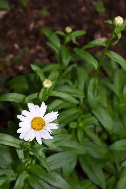 Фото Leucanthemum x superbum - First Flower (Wake County,NC):Cathy Dewitt