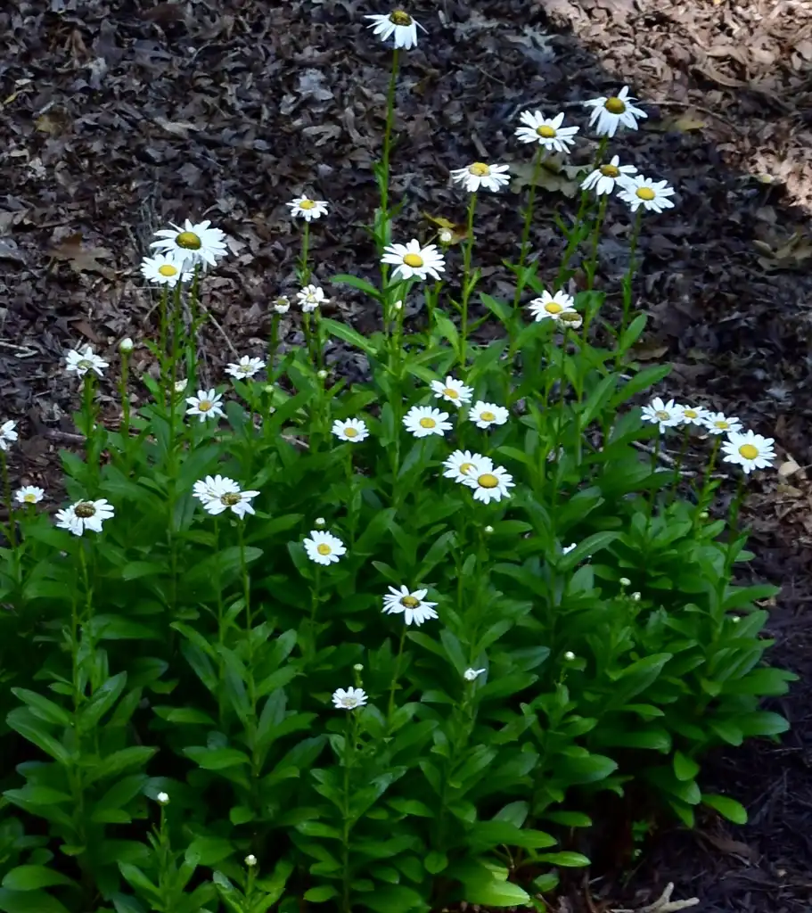 Фото Leucanthemum x superbum - Form (Wake County,NC)-Mid Summer:Cathy Dewitt