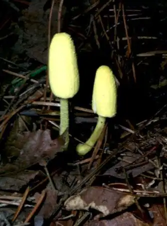 Leucocoprinus birnbaumii(Зонтик-горшок для цветов, Лимонно-желтый-Лепиота, Растительный горшок Dapperling, Желтый плиссированный зонтик) 