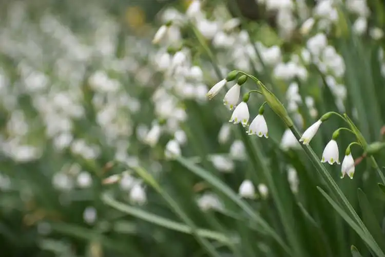 Leucojum aestivum(Снежинка, Летняя Снежинка) Leucojum aestivum 'Gravetye Giant' in a dense cluster