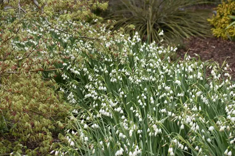 Фото Leucojum aestivum (Leucojum aestivums)