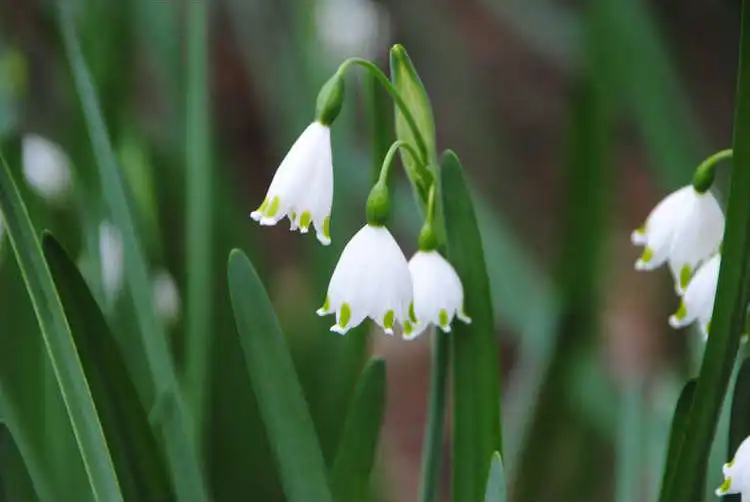 Фото Leucojum aestivum - Closeup of L. aestivum 'Gravetye Giant' flowers. Note the drooping shape and green tips.:
