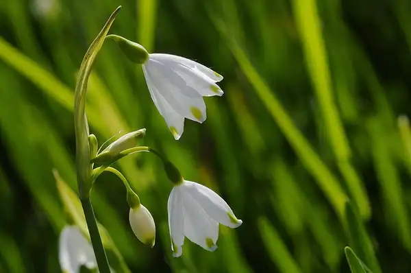 Leucojum(Осенняя снежинка) Leocojum vernum