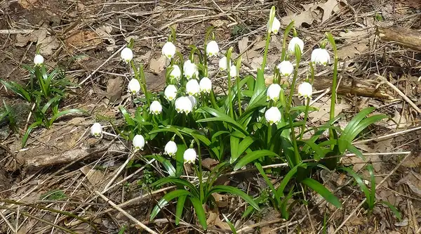 Фото Leucojum (Leucojums)