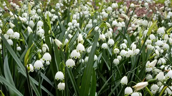 Фото Leucojum - Leocojum aestivum:Ali Eminov