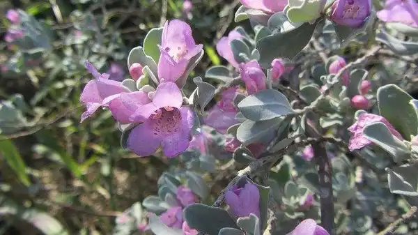 Leucophyllum frutescens(Техасский барометр Буш, Техасский мудрец) Flowers