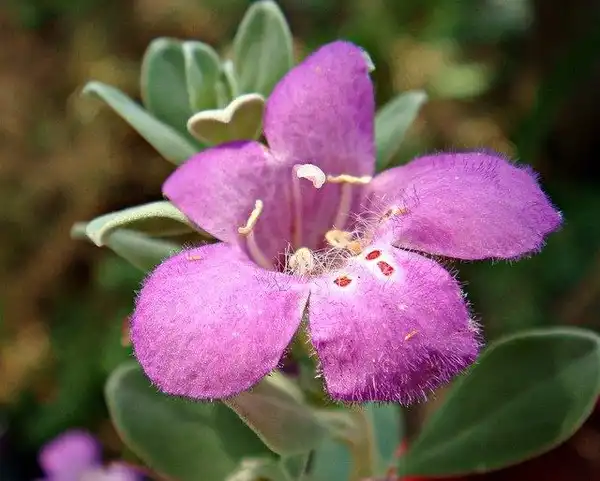 Фото Leucophyllum frutescens (Leucophyllum frutescenss)