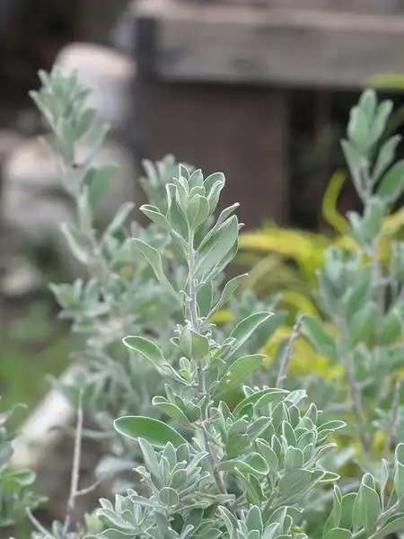 Фото Leucophyllum frutescens - Foliage:Forrest and Kim Starr