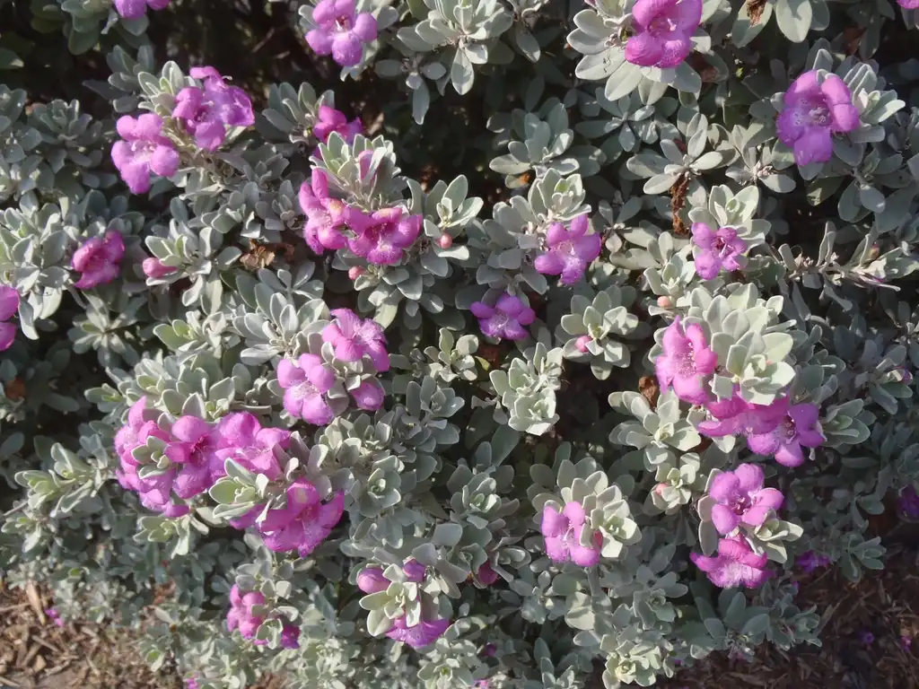 Фото Leucophyllum frutescens - Flower and Leaves:Jim Robbins