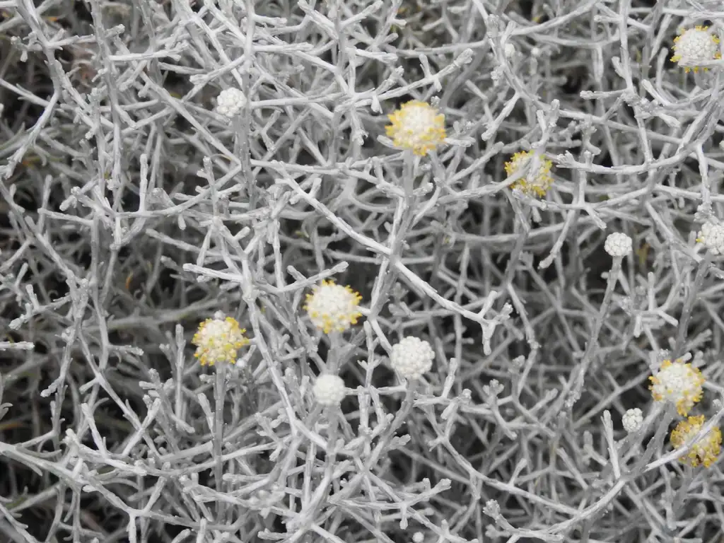 Фото Leucophyta brownii (Leucophyta browniis)