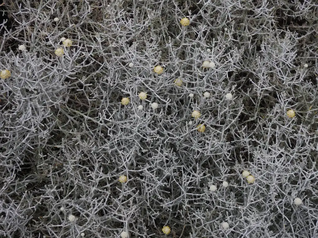 Фото Leucophyta brownii (Leucophyta browniis)