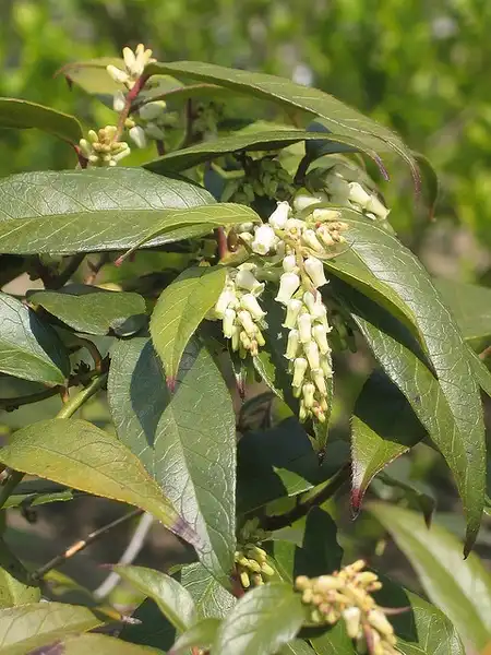 Photo of Leucothoe axillaris (Leucothoe axillariss)