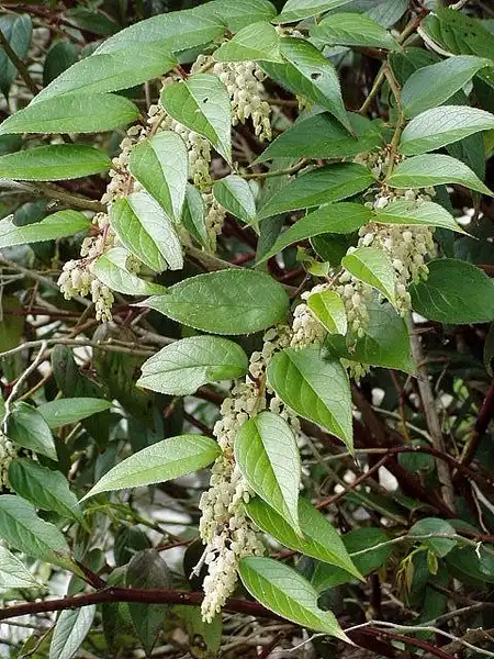 Photo of Leucothoe axillaris (Leucothoe axillariss)