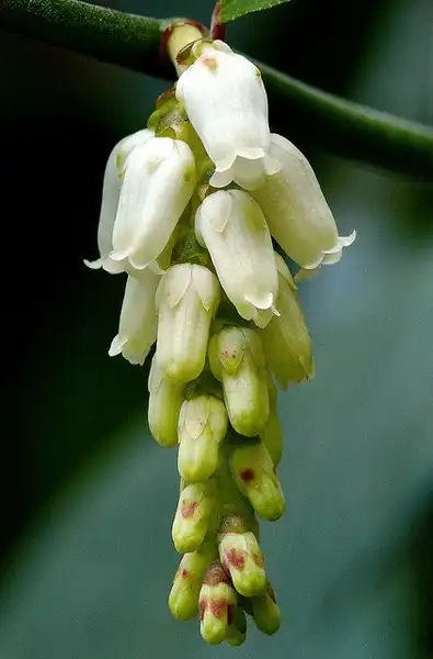Photo of Leucothoe axillaris - Leucothoe axillaris:James Gaither