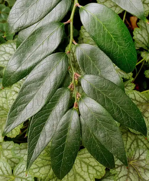 Photo of Leucothoe axillaris - Leaf Detail:James Gaither