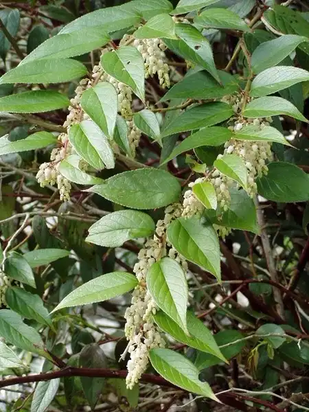 Photo of Leucothoe axillaris - Whole Plant:Lindley_Ashline