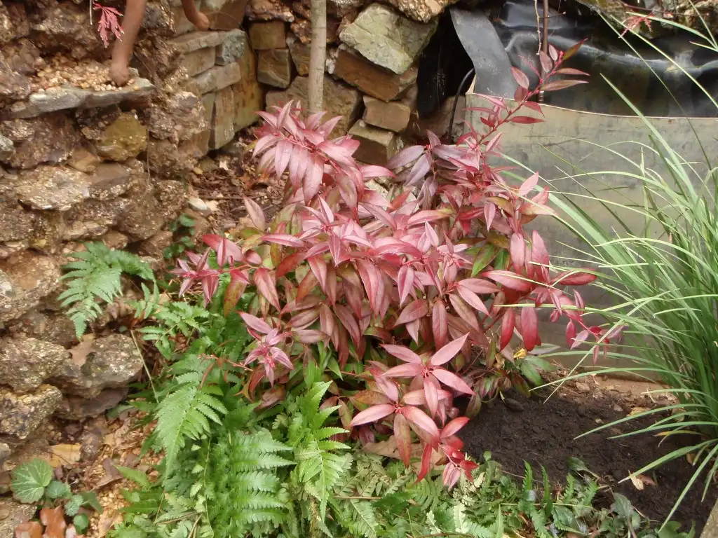 Photo of Leucothoe axillaris - Form:Jim Robbins