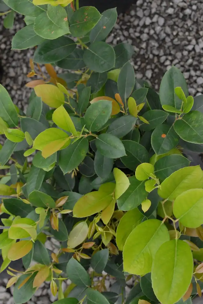 Photo of Leucothoe axillaris - 'Margie Jenkins' Leaves:Jim Robbins
