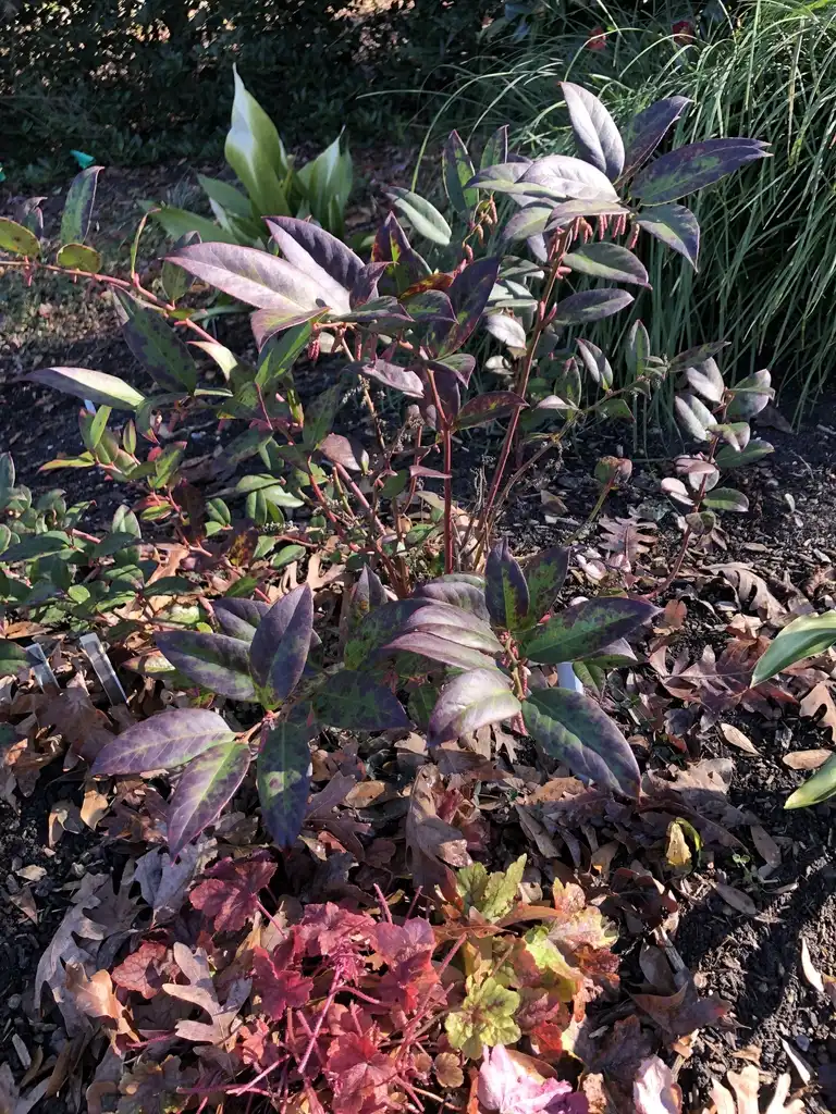 Photo of Leucothoe axillaris - Form (Wake County, NC)-Mid Winter:Cathy Dewitt