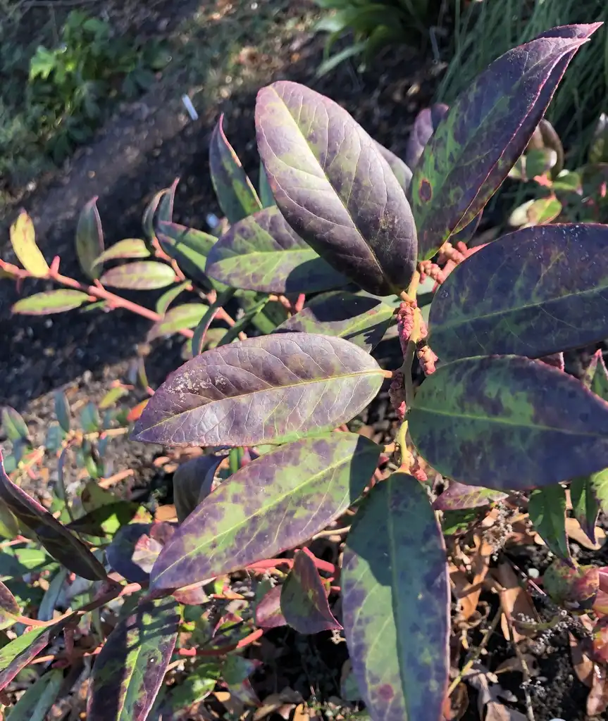 Photo of Leucothoe axillaris - Leaves Close-Up (Wake County,NC):Cathy Dewitt