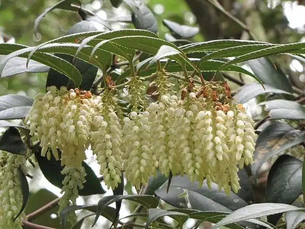 Photo of Leucothoe fontanesiana (Leucothoe fontanesianas)