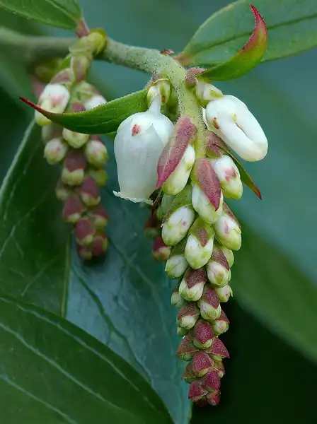 Photo of Leucothoe fontanesiana (Leucothoe fontanesianas)