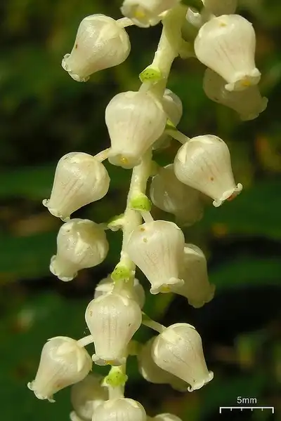 Photo of Leucothoe fontanesiana - Leucothoe fontanesiana:Jason Hollinger