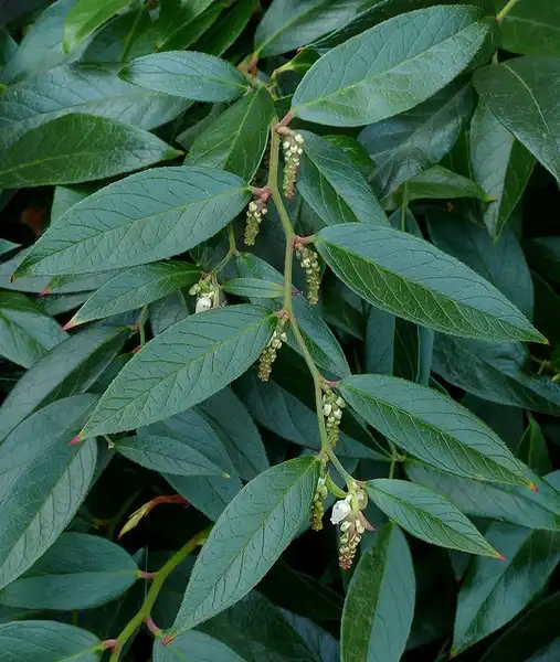 Photo of Leucothoe fontanesiana - Leucothoe fontanesiana:James Gaither