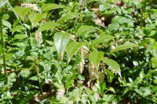 Photo of Leucothoe fontanesiana - Whole Plant:Suzanne_Cadwell