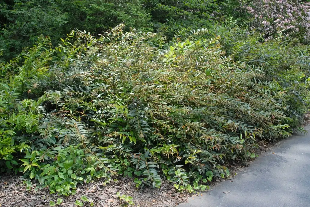 Photo of Leucothoe fontanesiana - Form (Biltmore, NC):Jim Robbins
