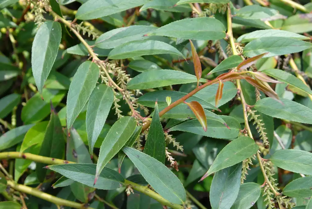 Photo of Leucothoe fontanesiana - Leaves (Biltmore, NC):Jim Robbins