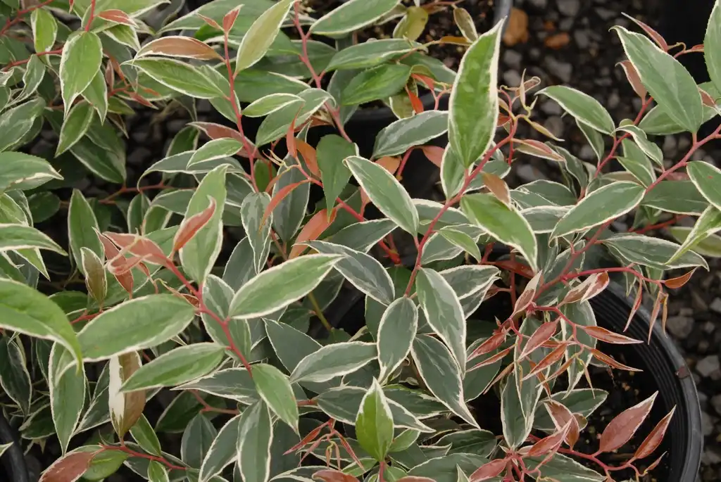 Photo of Leucothoe fontanesiana - 'Whitewater' Leaves:Jim Robbins
